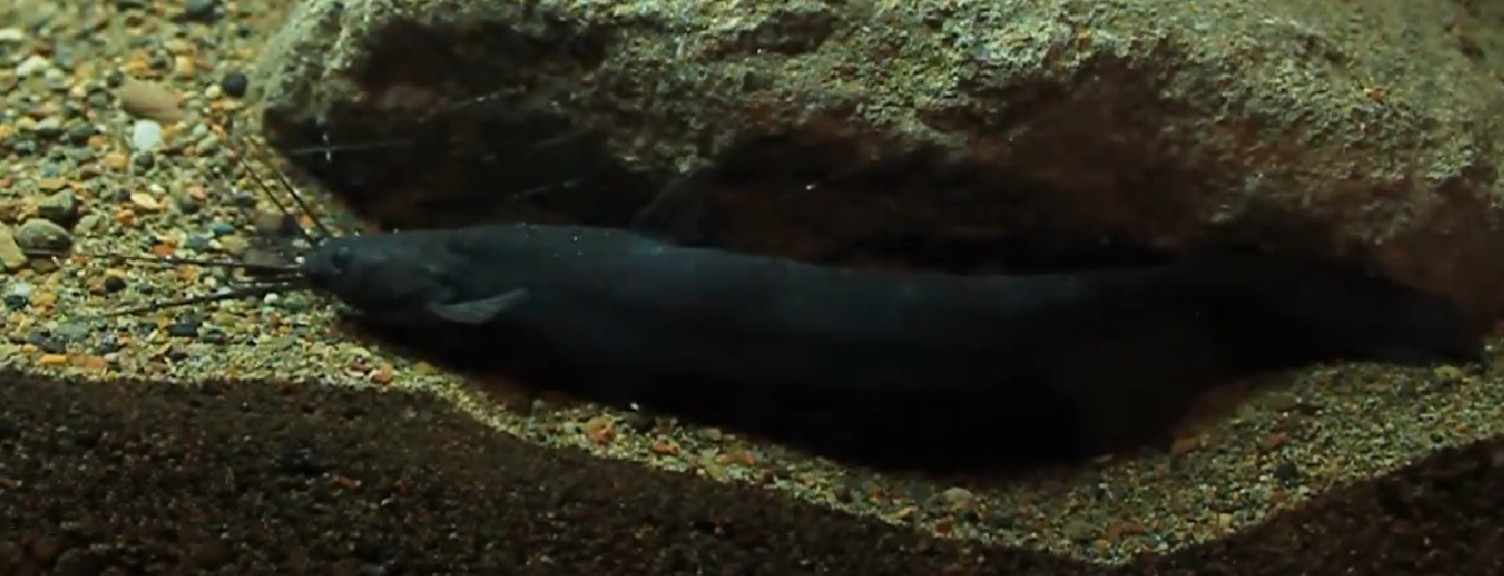 Asian stinging catfish