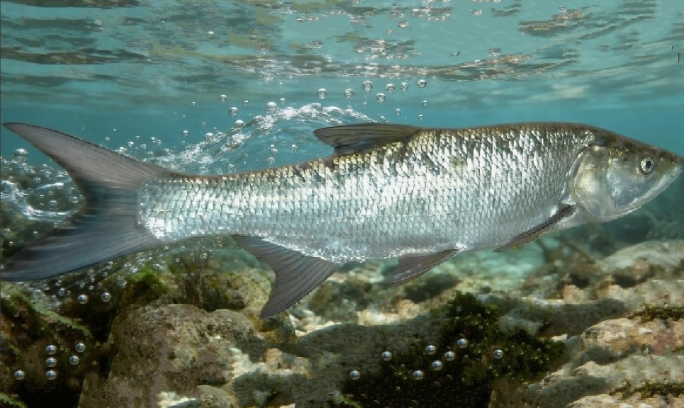 Asp