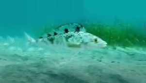 Atka mackerel