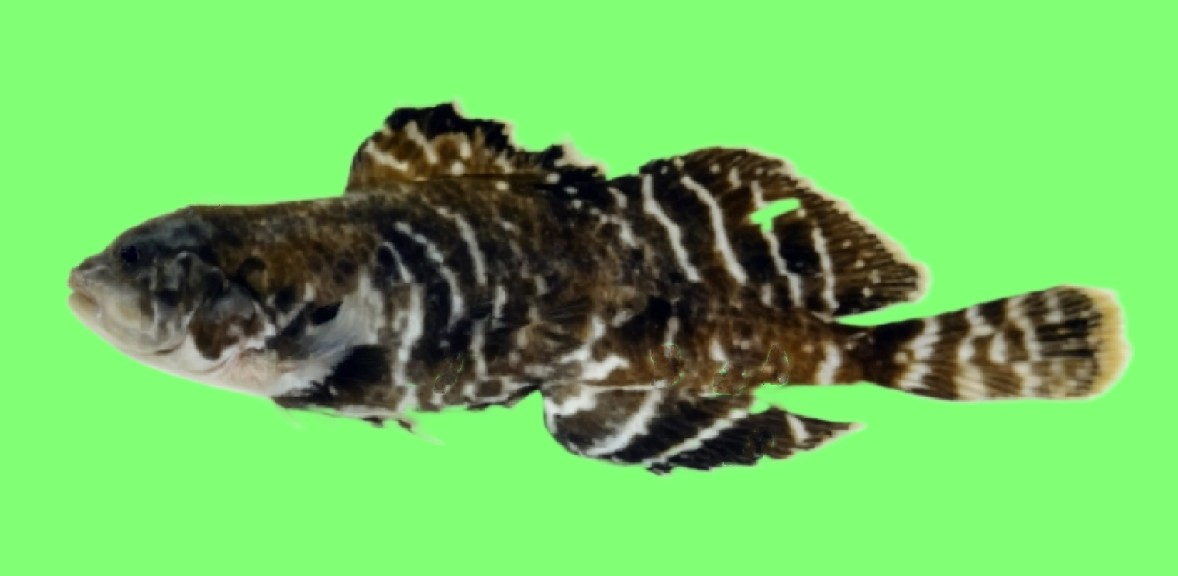 Atlantic hookear sculpin