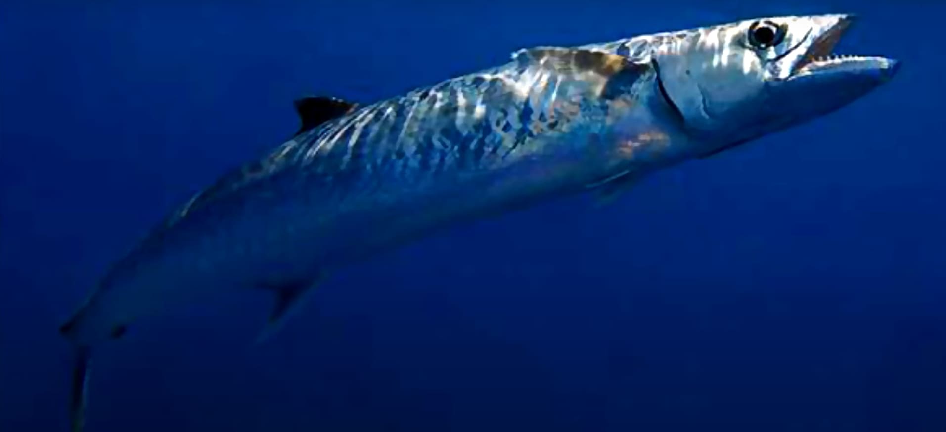 Atlantic horse mackerel