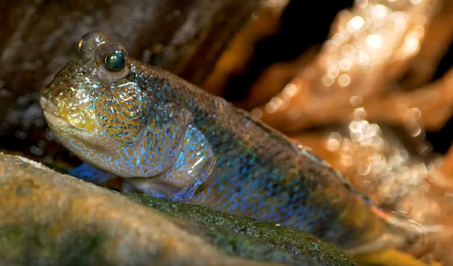 Atlantic mudskipper