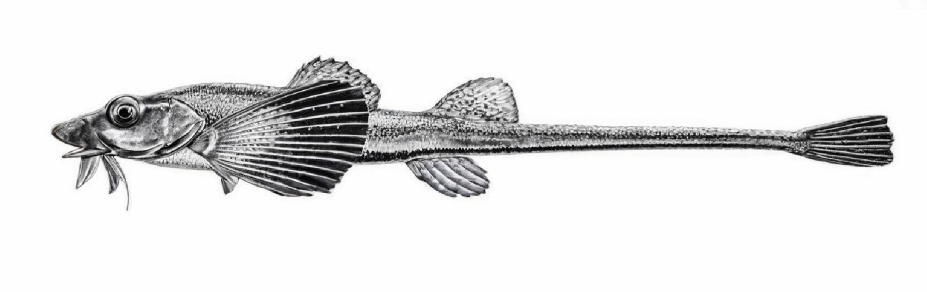 Atlantic poacher