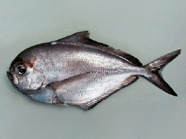 Atlantic pomfret