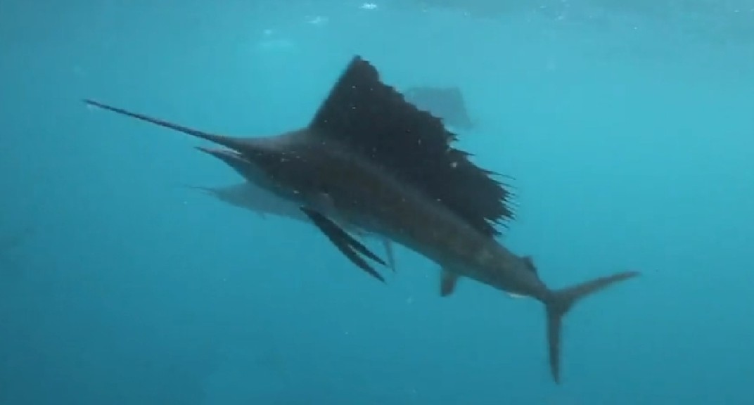 Atlantic sailfish