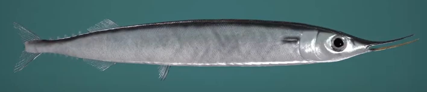 Atlantic saury