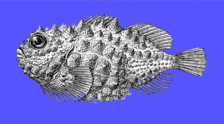 Atlantic spiny lumpsucker