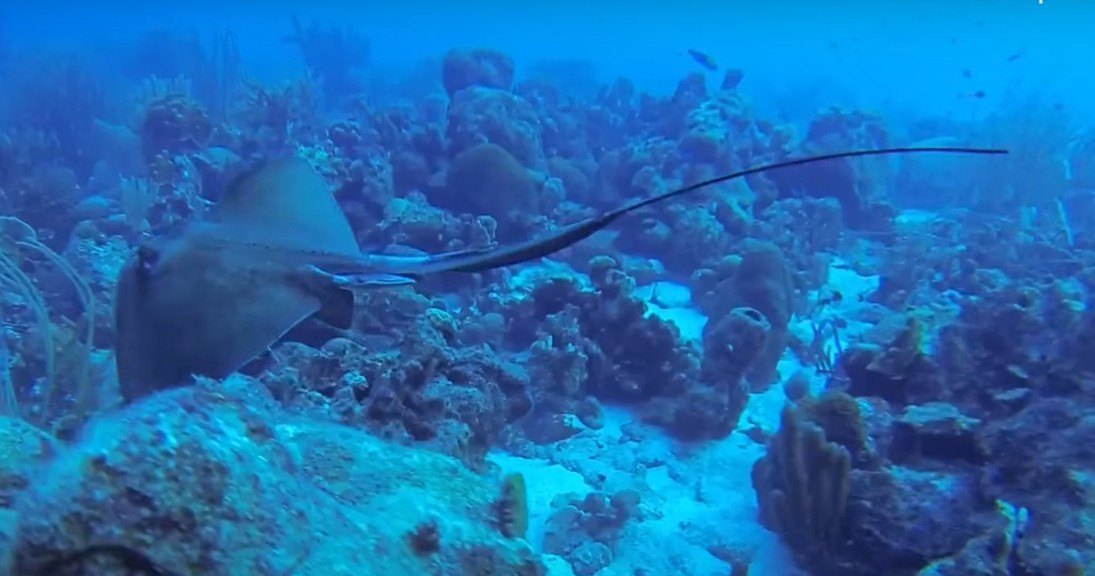 Atlantic stingray