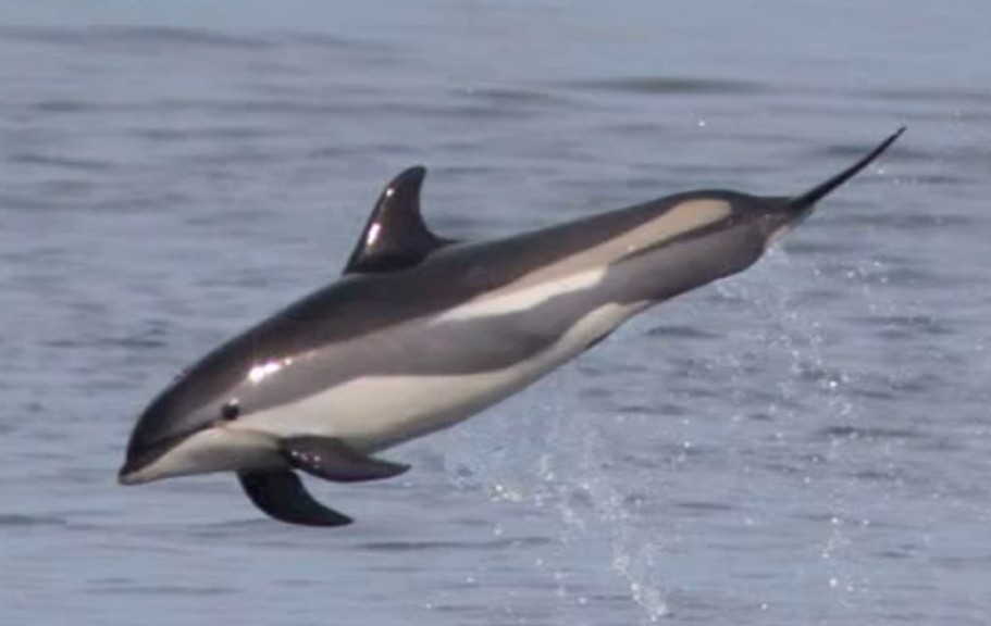 Atlantic white-sided dolphin