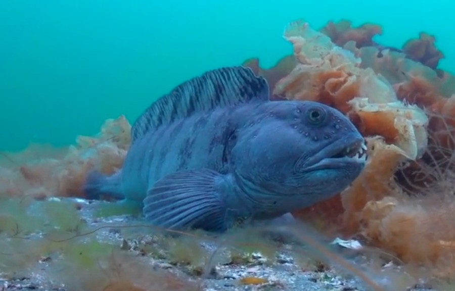 Atlantic wolffish