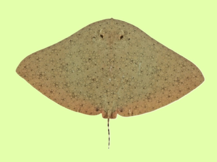 Australian butterfly ray