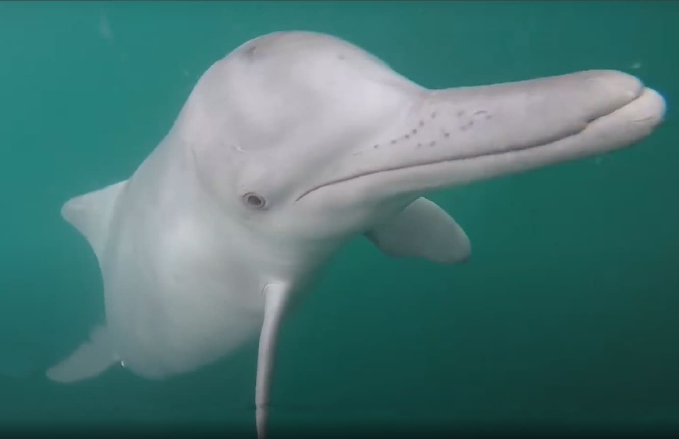 Australian humpback dolphin