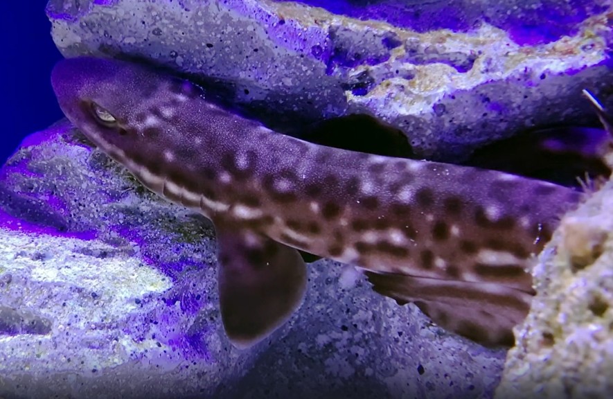 Australian marbled catshark