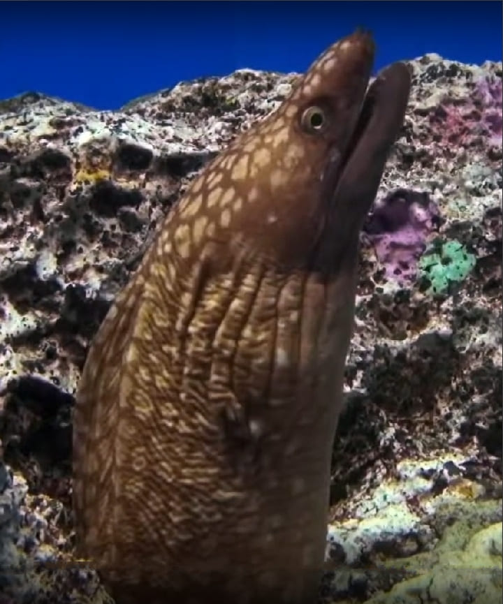 Australian mottled moray
