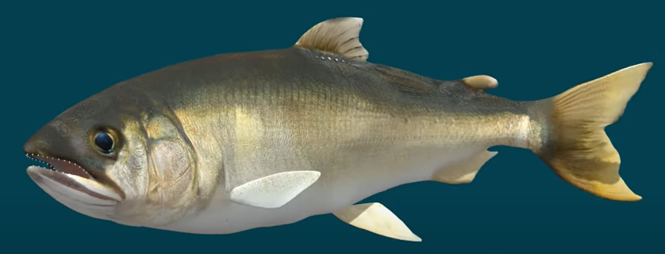 Ayu sweetfish