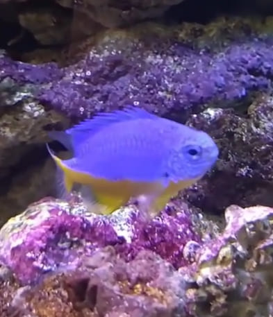 Azure damselfish