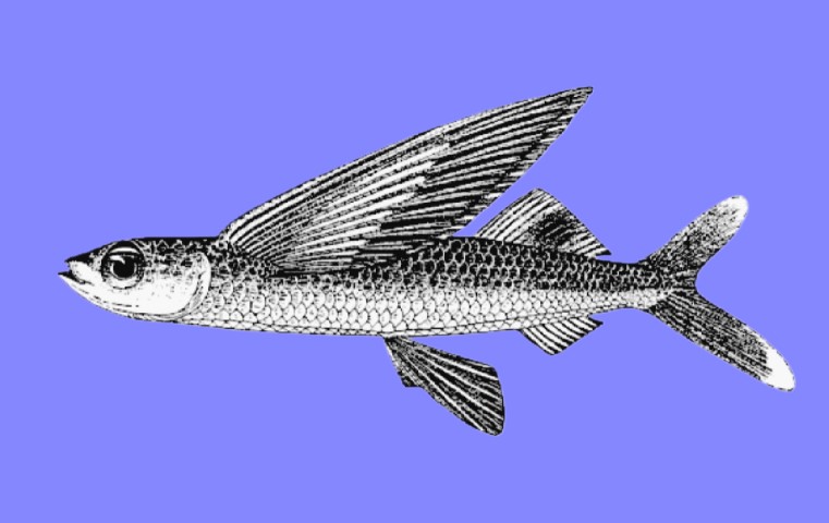 Backspot flyingfish