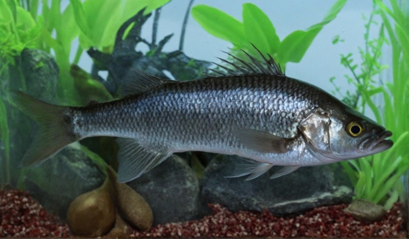 Balkhash perch