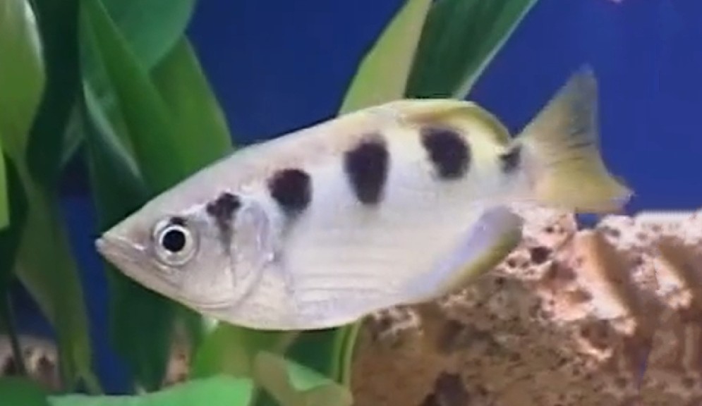 Banded archerfish