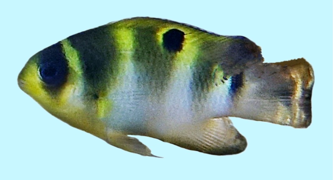 Banded damsel-fish