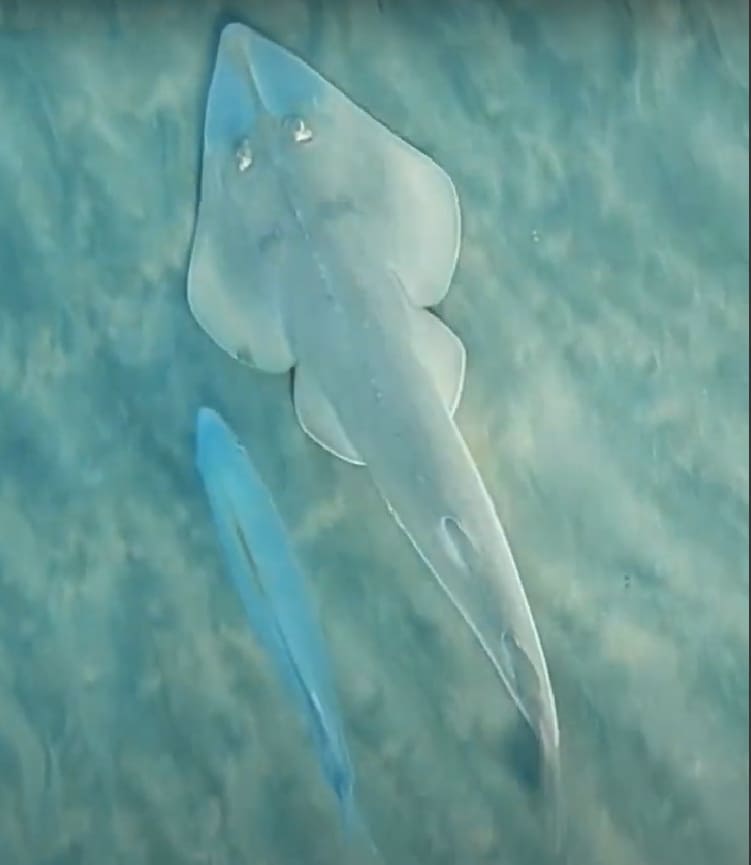 Banded eagle ray