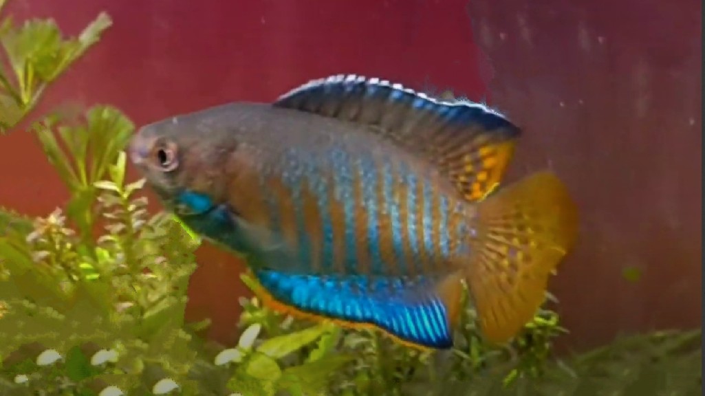 Banded gourami