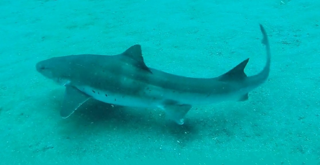 Banded houndshark