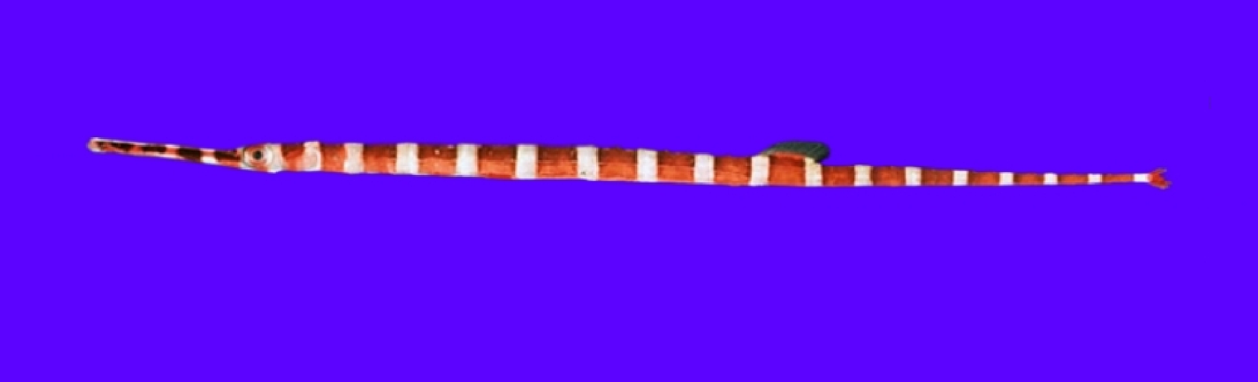 Banded pipefish