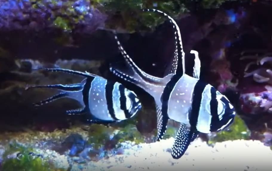 Banggai cardinalfish