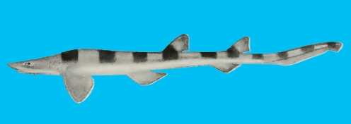 Barbelthroat carpetshark