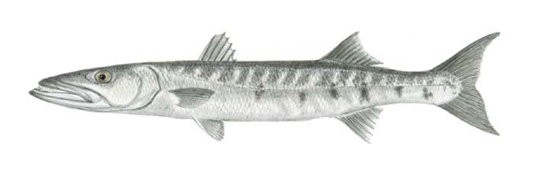 Barracuda, Great