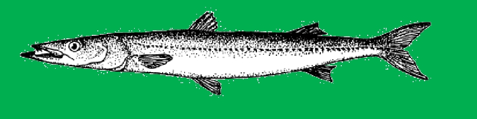 Barracuda, Pacific