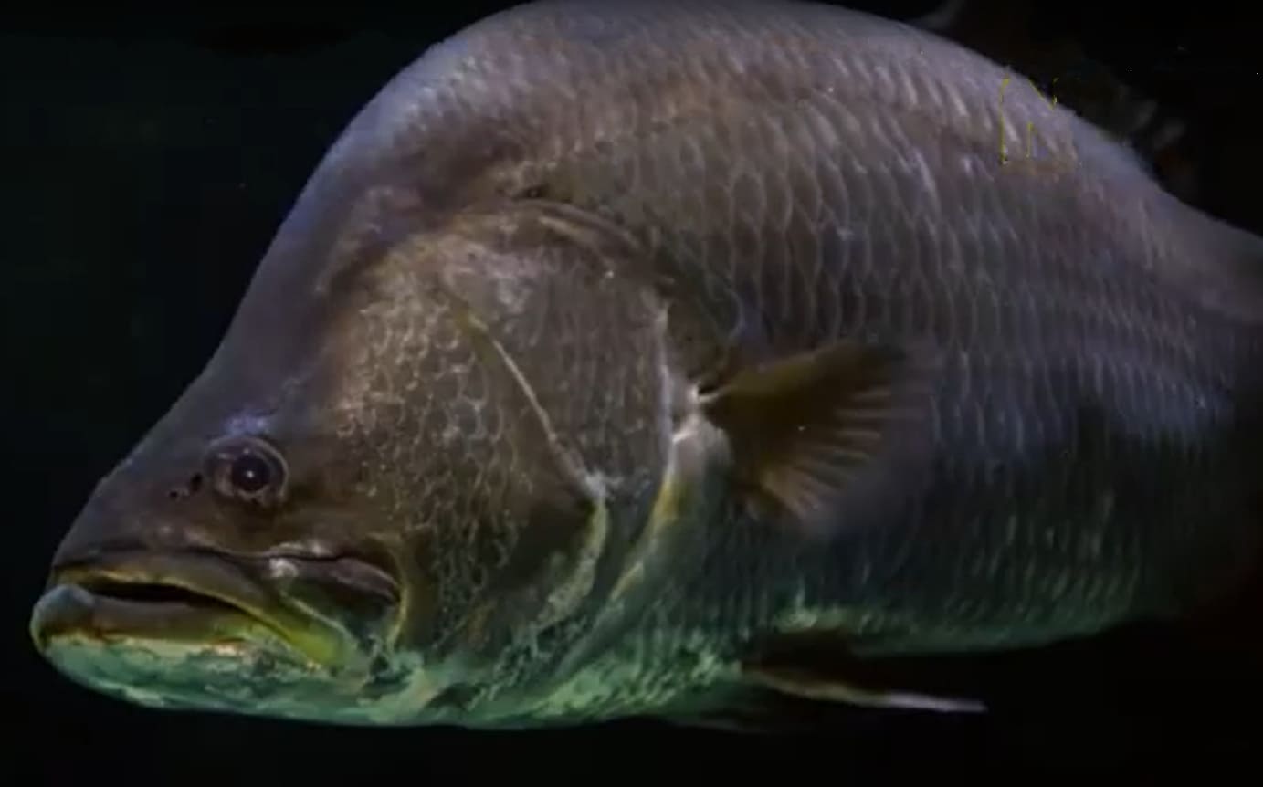 Barramundi