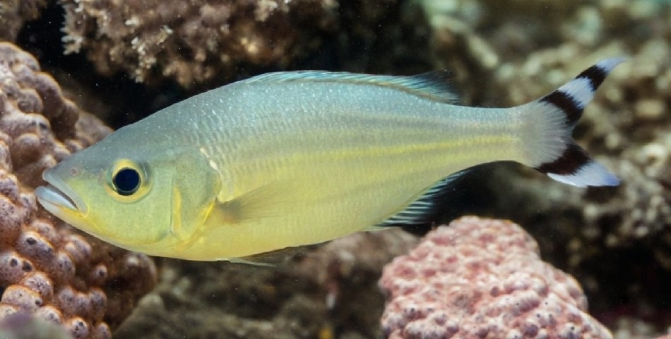 Barred flagtail