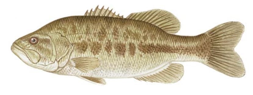 Bass, Florida Largemouth