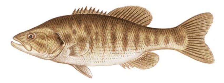 Bass, Guadalupe