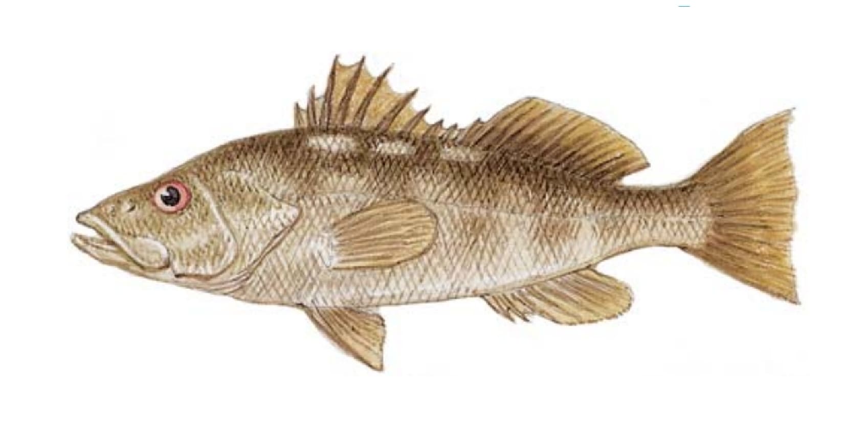 Bass, Kelp (Calico)