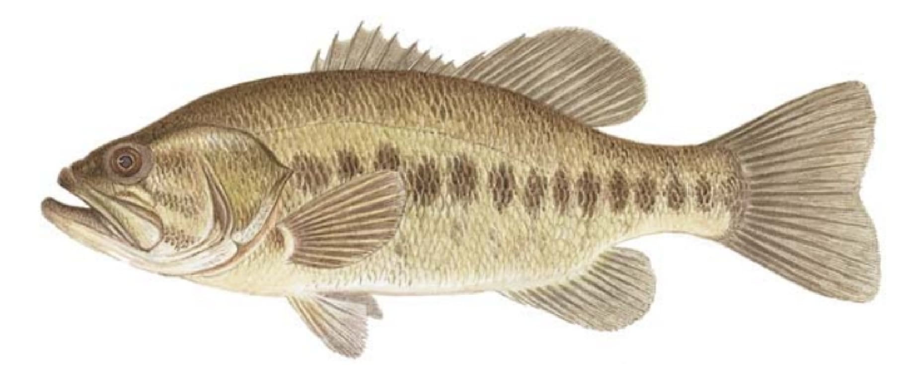 Bass, Largemouth