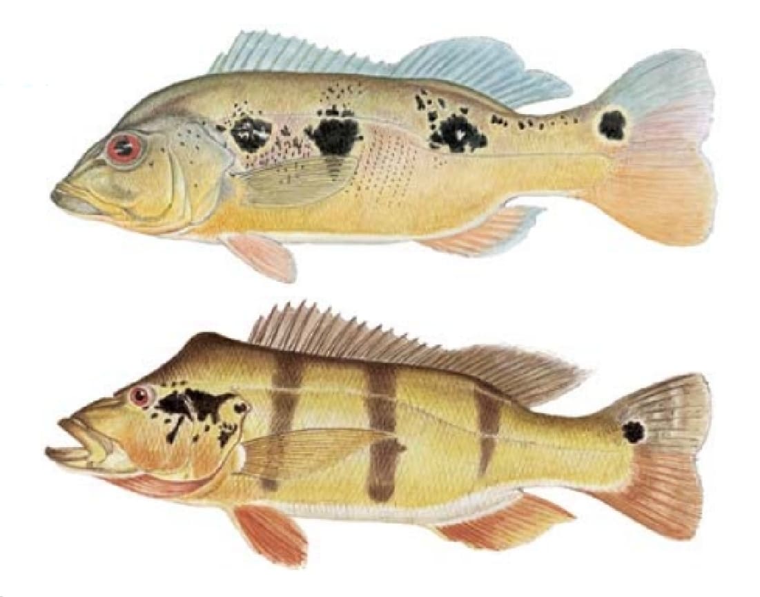 Bass, Peacock