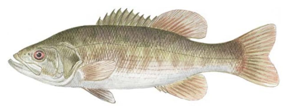Bass, Redeye
