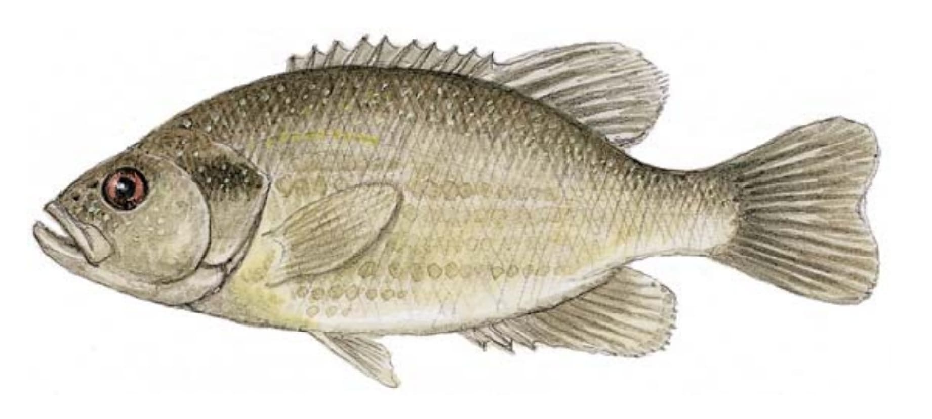 Bass, Roanoke