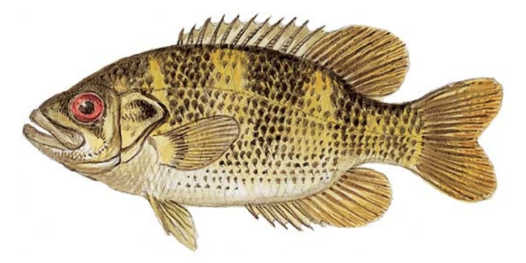 Bass, Rock