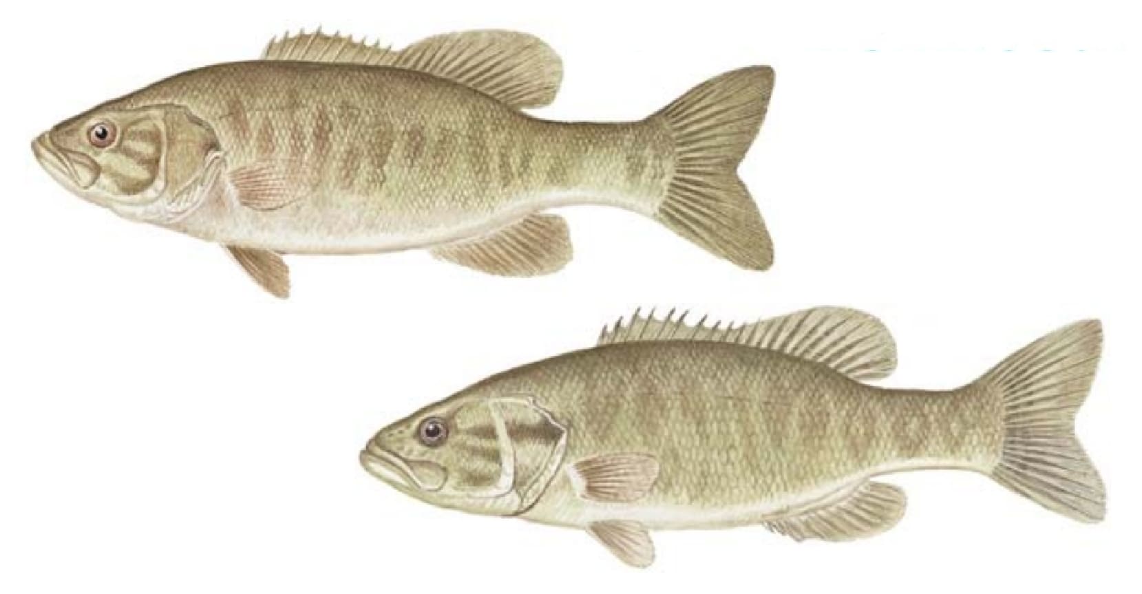 Bass, Smallmouth: Northern Smallmouth Bass, Neosho Smallmouth Bass