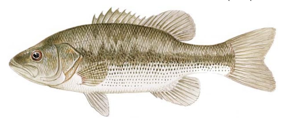 Bass, Spotted