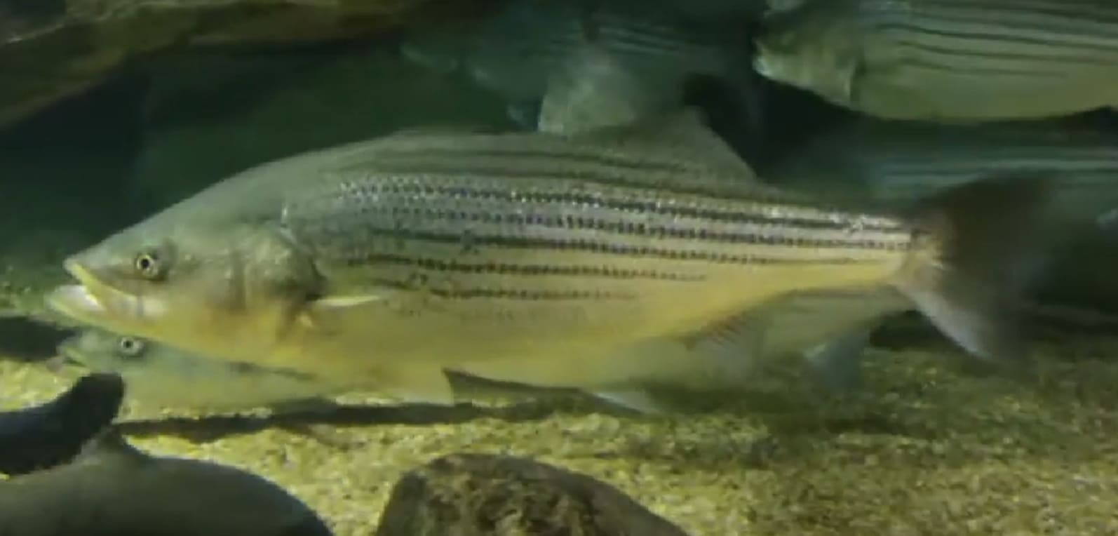 Bass, Striped