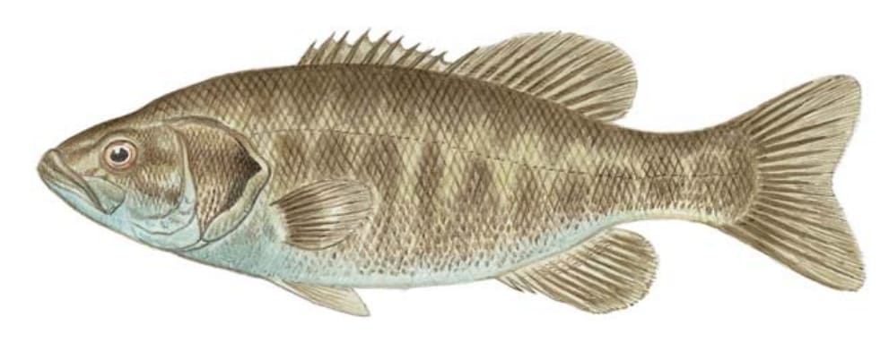 Bass, Suwannee