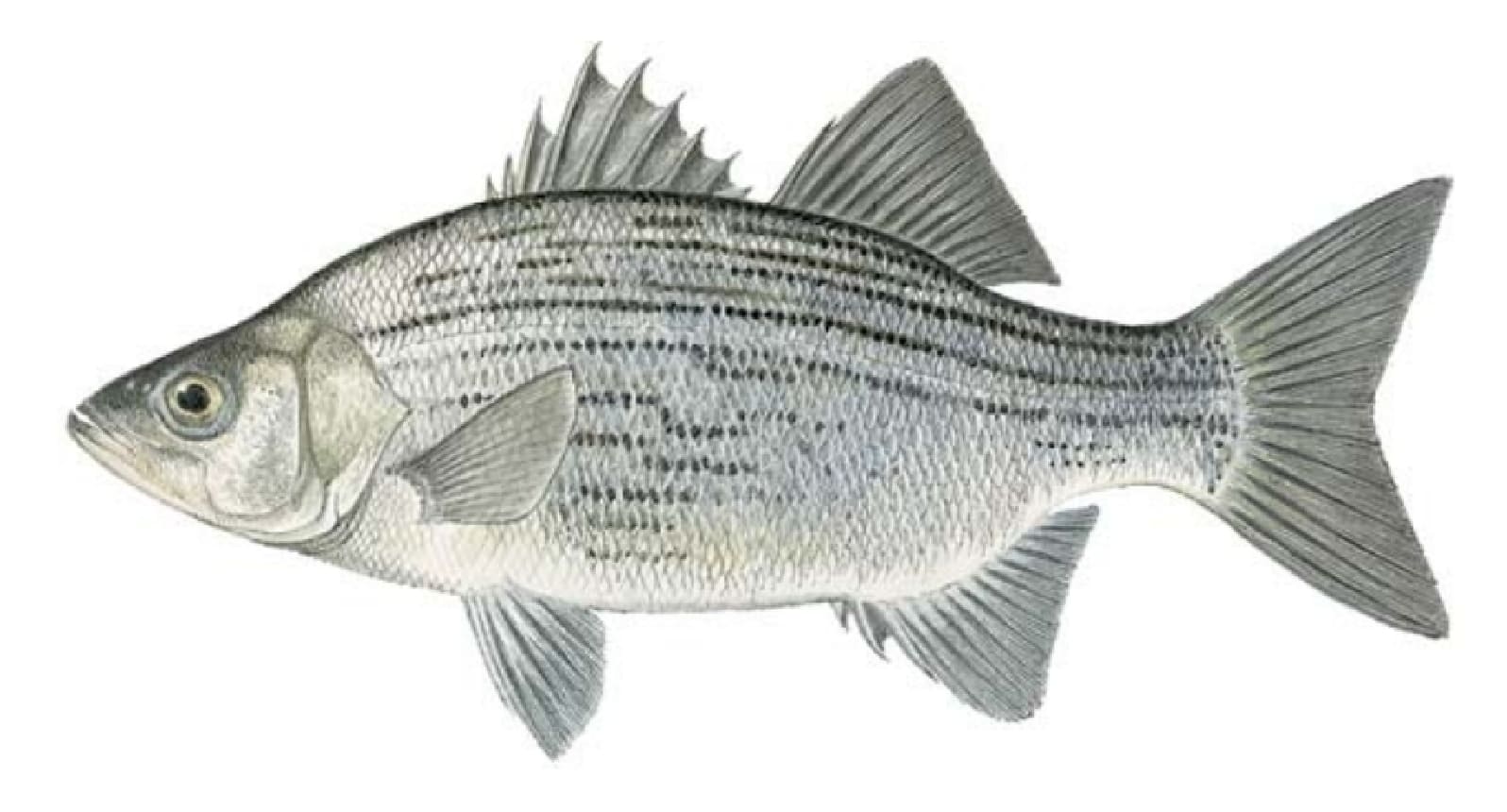 Bass, White