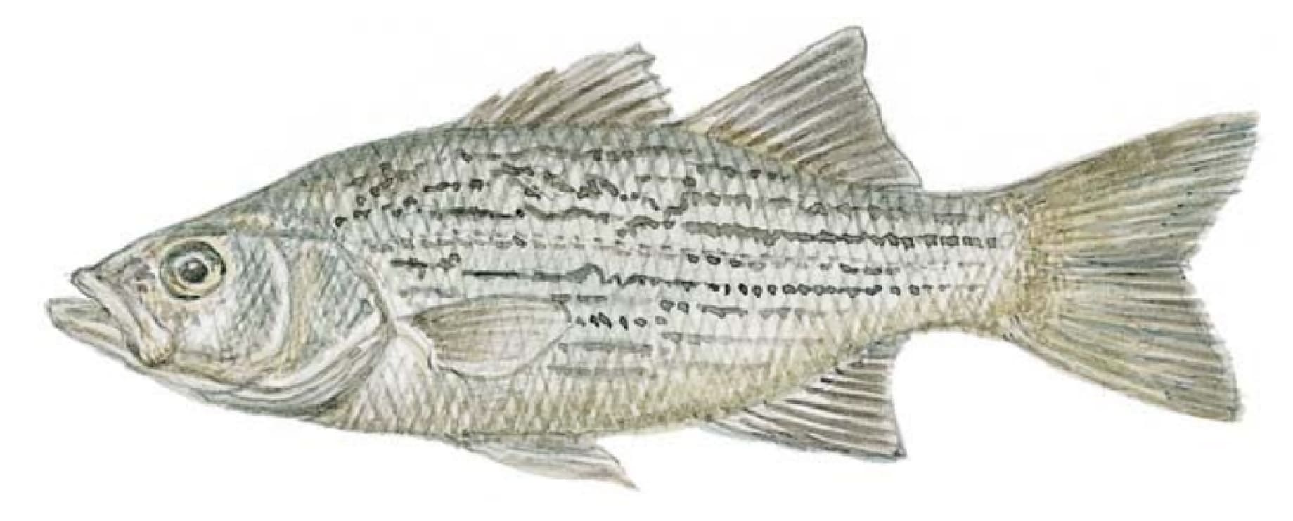 Bass, Whiterock
