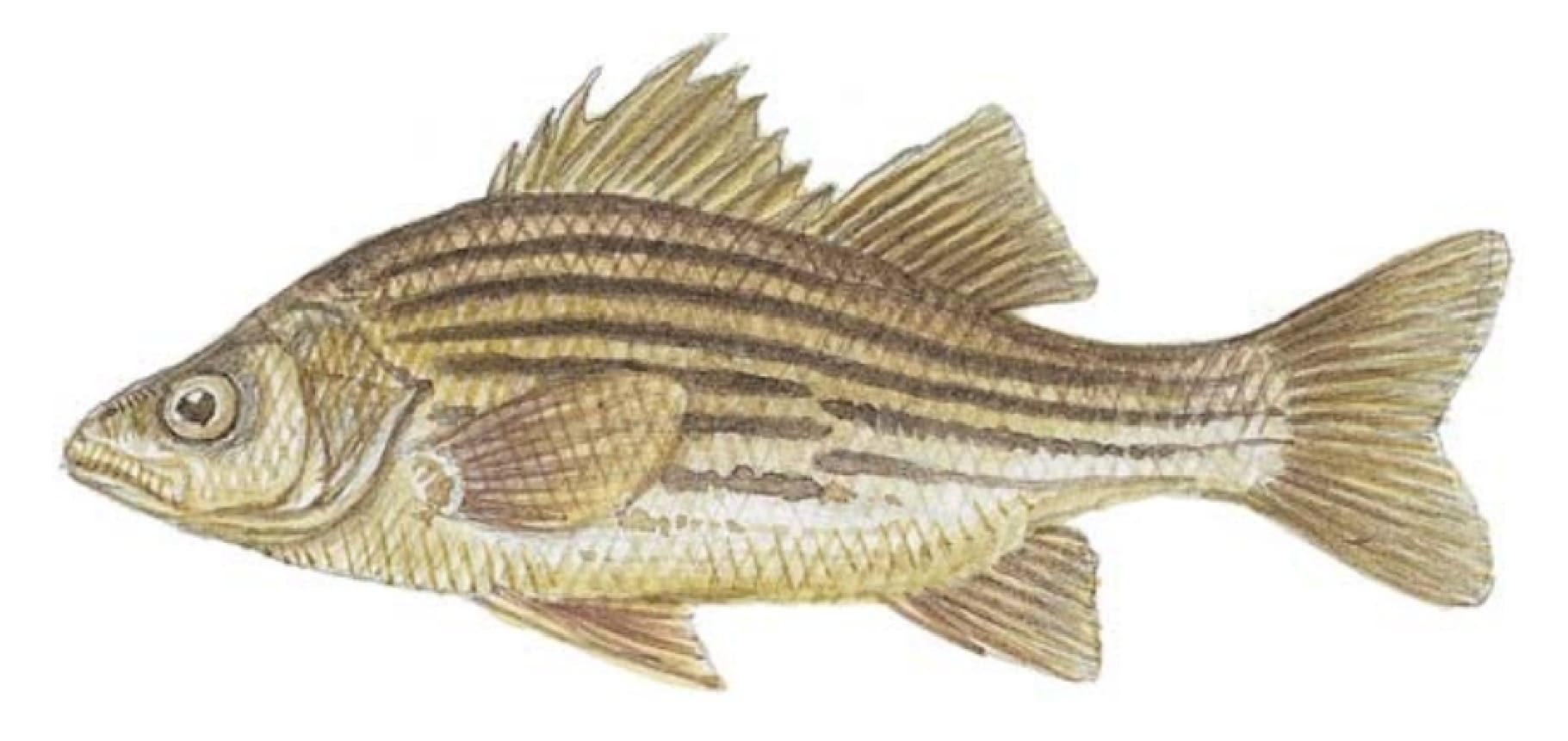 Bass, Yellow