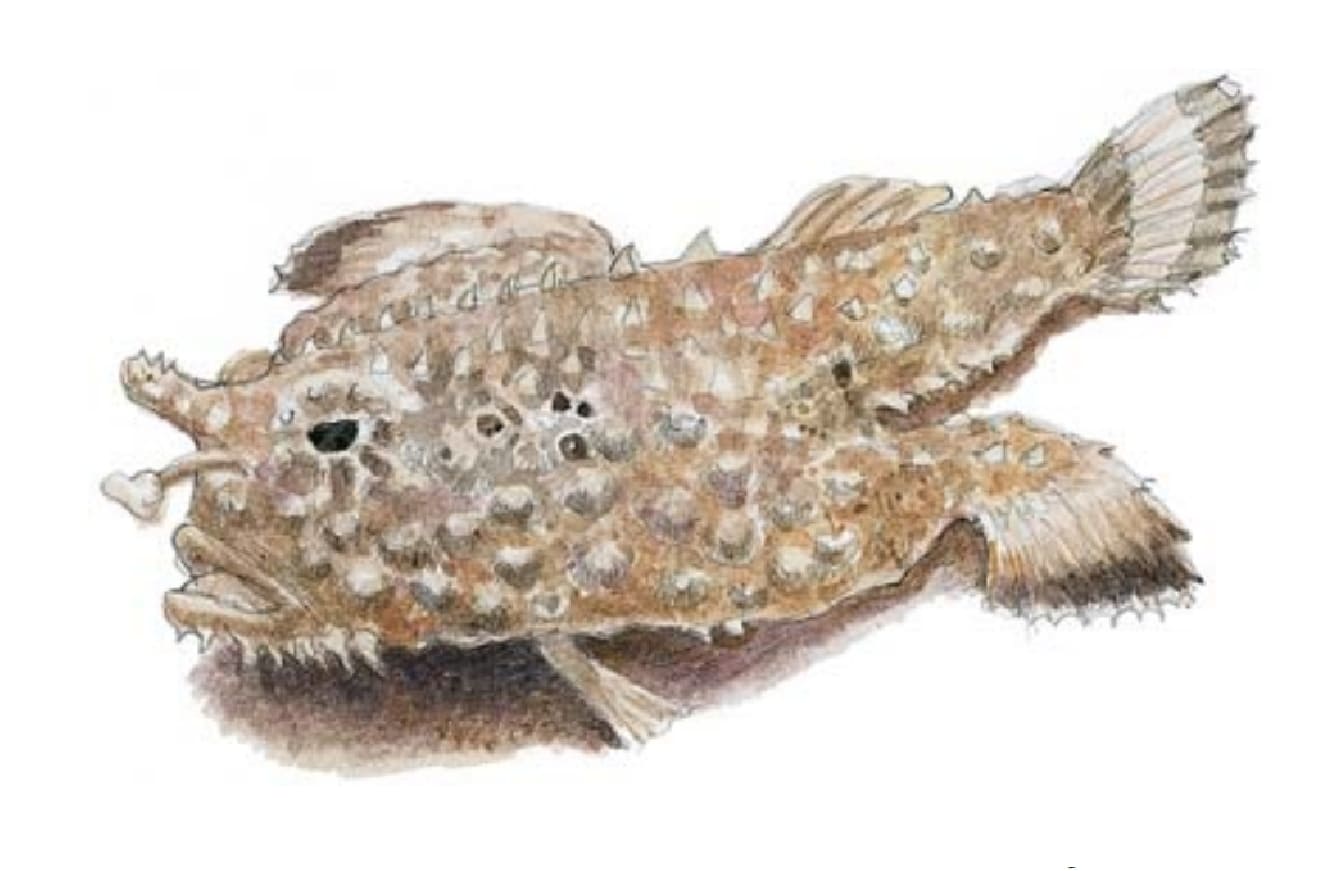 Batfish